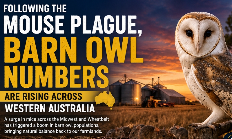following-the-mouse-plague-barn-owl
